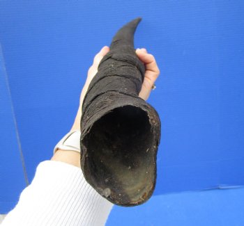 26 inches Female Cow Eland Horn (24-1/4" Straight)
