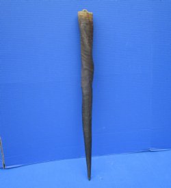 Female Cow Eland Horn, 24-3/4 inches 