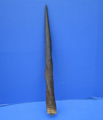 Female Cow Eland Horn, 24-3/4 inches 