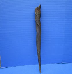 Female Cow Eland Horn, 26-3/4 inches 