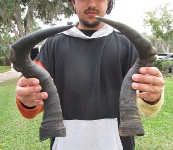 Two Red Hartebeest Horns, 17 and 17-1/2 inches