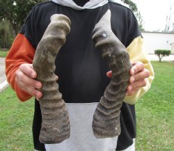 Two Male Red Hartebeest Horns, 19 and 21-1/4 inches