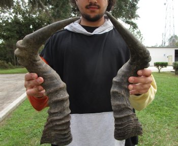 Two Male Red Hartebeest Horns, 19 and 21-1/4 inches