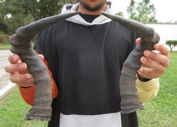 Two Red Hartebeest Horns, 16-1/2 inches
