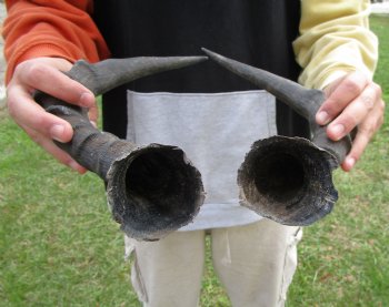 Two Red Hartebeest Horns, 16-1/2 inches