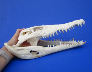 Large Nile Crocodile Skull, 14 inches (CITES 263852)