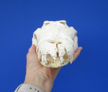 Large Nile Crocodile Skull, 14 inches (CITES 263852)
