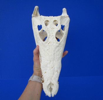 Large Nile Crocodile Skull, 14 inches (CITES 263852)