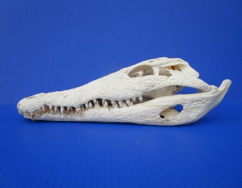 Large Nile Crocodile Skull, 14 inches (CITES 263852)