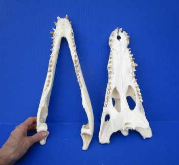 Large Nile Crocodile Skull, 14 inches (CITES 263852)