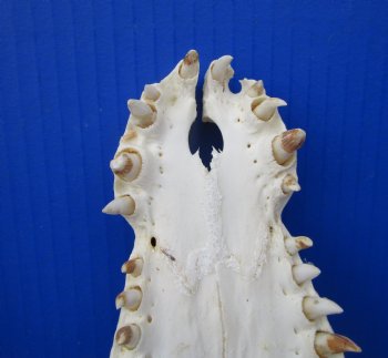 Large Nile Crocodile Skull, 14 inches (CITES 263852)