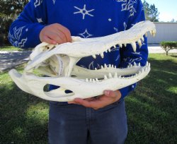 19-1/2 inches <font color=red>Extra Large</font> Florida Alligator Skull