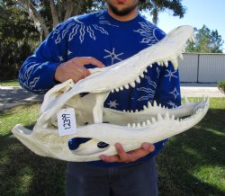 24 inches <font color=red> Massive</font> Florida Alligator Skull (Delivery Signature Required) (Box 26x14x10)