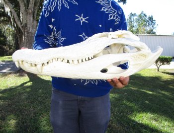 24 inches <font color=red> Massive</font> Florida Alligator Skull (Delivery Signature Required) (Box 26x14x10)