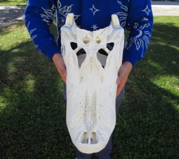 24 inches <font color=red> Massive</font> Florida Alligator Skull (Delivery Signature Required) (Box 26x14x10)
