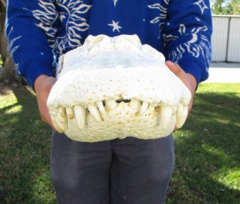 24 inches <font color=red> Massive</font> Florida Alligator Skull (Delivery Signature Required) (Box 26x14x10)