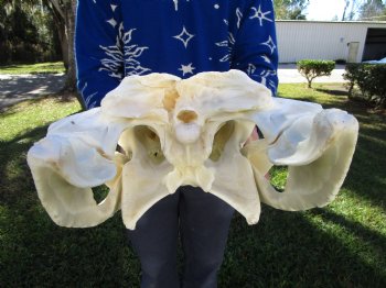 24 inches <font color=red> Massive</font> Florida Alligator Skull (Delivery Signature Required) (Box 26x14x10)