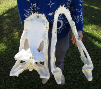 24 inches <font color=red> Massive</font> Florida Alligator Skull (Delivery Signature Required) (Box 26x14x10)