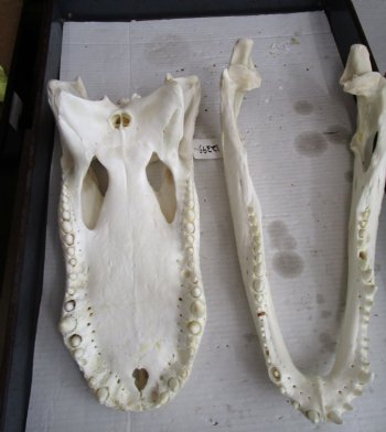 24 inches <font color=red> Massive</font> Florida Alligator Skull (Delivery Signature Required) (Box 26x14x10)