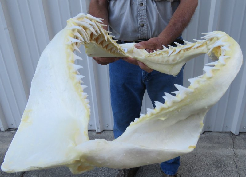 22 inches Mako Shark Jaw for Sale