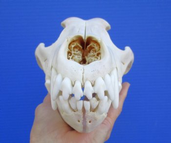 Alaskan Gray Wolf Skull, 10-1/2 by 5-1/2 inches (Delivery Signature Required)