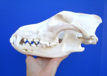 Alaskan Gray Wolf Skull, 10-1/2 by 5-1/2 inches (Delivery Signature Required)