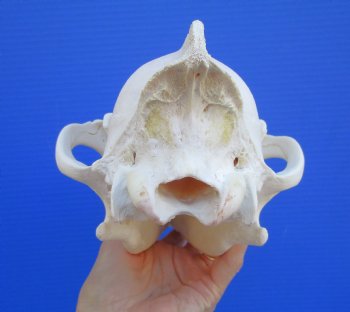 Alaskan Gray Wolf Skull, 10-1/2 by 5-1/2 inches (Delivery Signature Required)