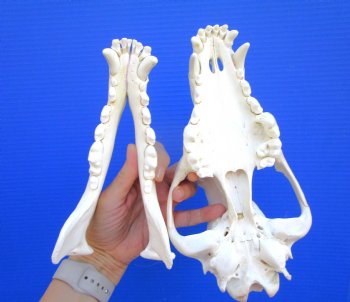 Alaskan Gray Wolf Skull, 10-1/2 by 5-1/2 inches (Delivery Signature Required)