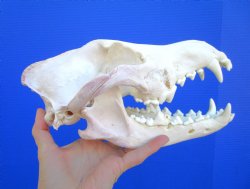 Alaskan Gray Wolf Skull, 10-1/4 by 5-1/2 inches  (Delivery Signature Required)