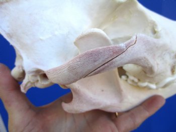 Alaskan Gray Wolf Skull, 10-1/4 by 5-1/2 inches  (Delivery Signature Required)