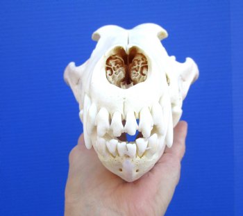 Alaskan Gray Wolf Skull, 10-1/4 by 5-1/2 inches  (Delivery Signature Required)