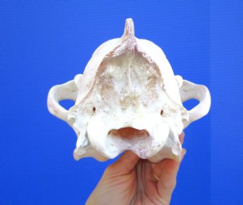 Alaskan Gray Wolf Skull, 10-1/4 by 5-1/2 inches  (Delivery Signature Required)