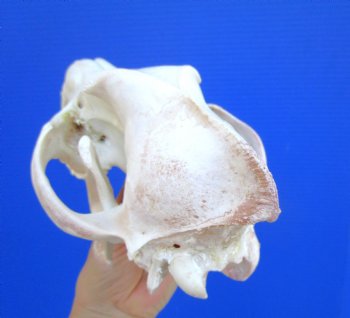 Alaskan Gray Wolf Skull, 10-1/4 by 5-1/2 inches  (Delivery Signature Required)