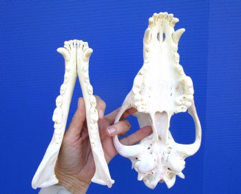 Alaskan Gray Wolf Skull, 10-1/4 by 5-1/2 inches  (Delivery Signature Required)