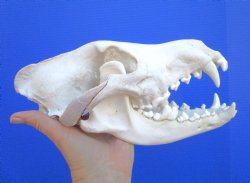 Alaskan Gray Wolf Skull, 11 by 5-3/4 inches  (Delivery Signature Required)
