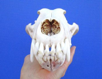 Alaskan Gray Wolf Skull, 11 by 5-3/4 inches  (Delivery Signature Required)