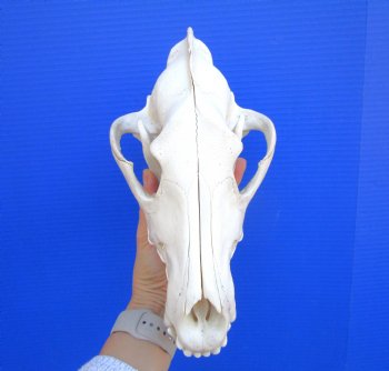 Alaskan Gray Wolf Skull, 11 by 5-3/4 inches  (Delivery Signature Required)