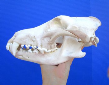 Alaskan Gray Wolf Skull, 11 by 5-3/4 inches  (Delivery Signature Required)