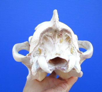 Alaskan Gray Wolf Skull, 11 by 5-3/4 inches  (Delivery Signature Required)
