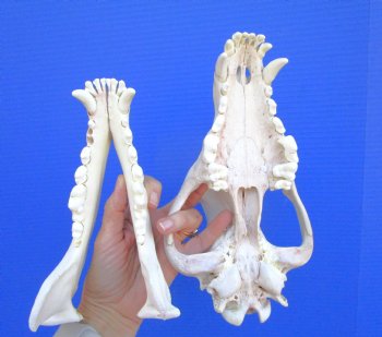 Alaskan Gray Wolf Skull, 11 by 5-3/4 inches  (Delivery Signature Required)