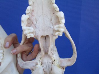 Alaskan Gray Wolf Skull, 11 by 5-3/4 inches  (Delivery Signature Required)