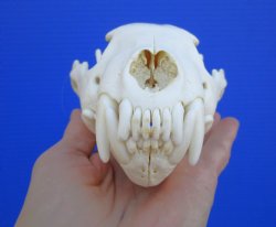 Alaskan Wolverine Skull, 6-1/4 x 3-7/8 inches