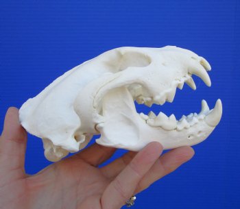 Alaskan Wolverine Skull, 6-1/4 x 3-7/8 inches
