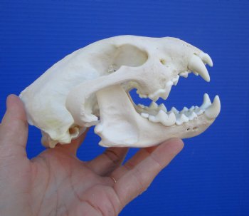 Alaskan Wolverine Skull, 5-7/8 x 3-3/4 inches