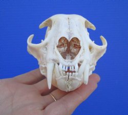 North American Lynx Skull, 5 by 3-1/2 inches
