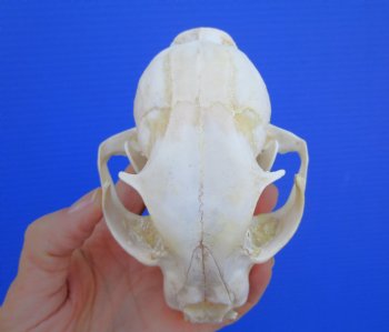 North American Lynx Skull, 5 by 3-1/2 inches