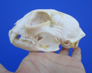 North American Lynx Skull, 5 by 3-1/2 inches