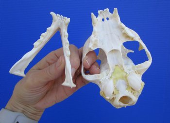 North American Lynx Skull, 5 by 3-1/2 inches