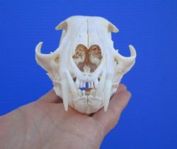 North American Lynx Skull, 5-1/8 by 3-5/8 inches