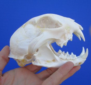 North American Lynx Skull, 5-1/8 by 3-5/8 inches
